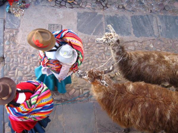 Llamas in Cuzco from balcony....
