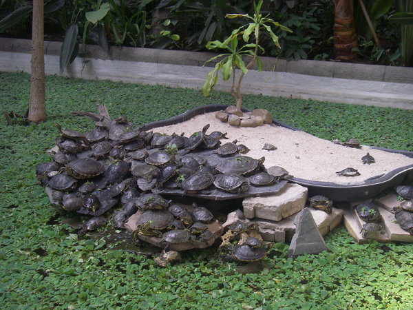 many turtles