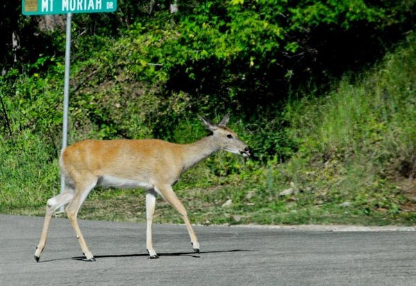 Neighbourhood Deer