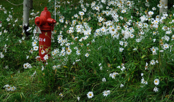 Fire hydrant and Daisies