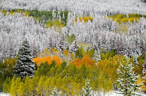 Changing leaves amongst the snow dusted pines
