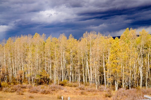 One of the small groves of Aspens with their leaves and dark skies above