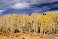 One of the small groves of Aspens with their leaves and dark skies above