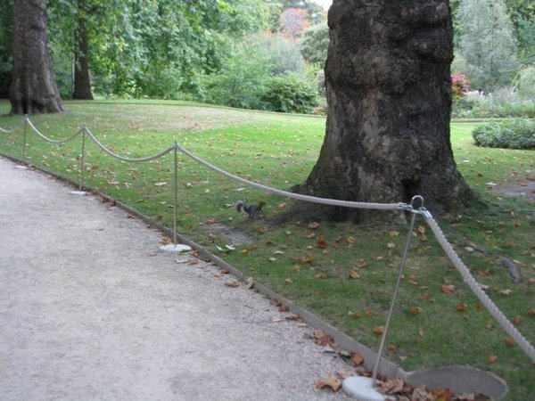 Spot the squirrel at Buckingham Palace