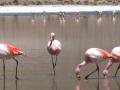 Up close with the flamingos
