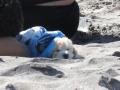 Cute little pup on the beach!
