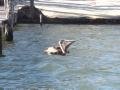 Pelican Swallowing A Fish