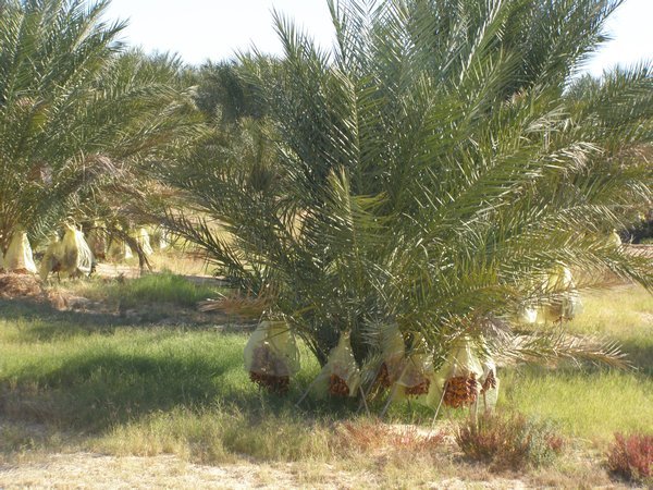 Date Palm Orchard