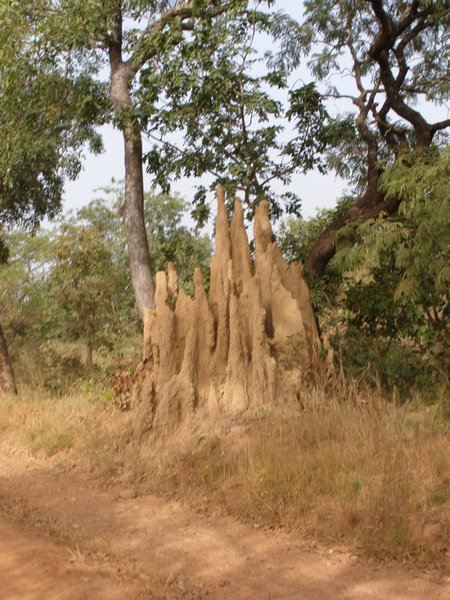 Termite Architecture