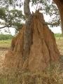 Termite Architecture