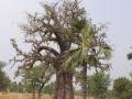 Baobob Tree