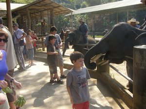 Elephant Training Centre