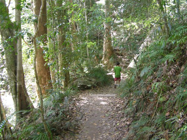 Beautiful jungle trail