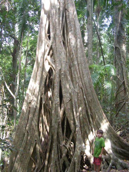 Eucaplytus Forest