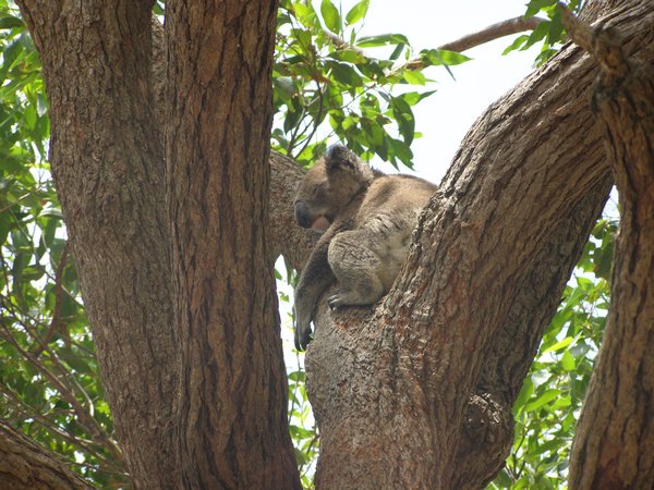 Another Koala sighting!