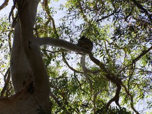 Koala Sighting