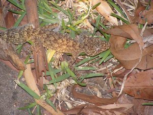 gecko - a rare sighting