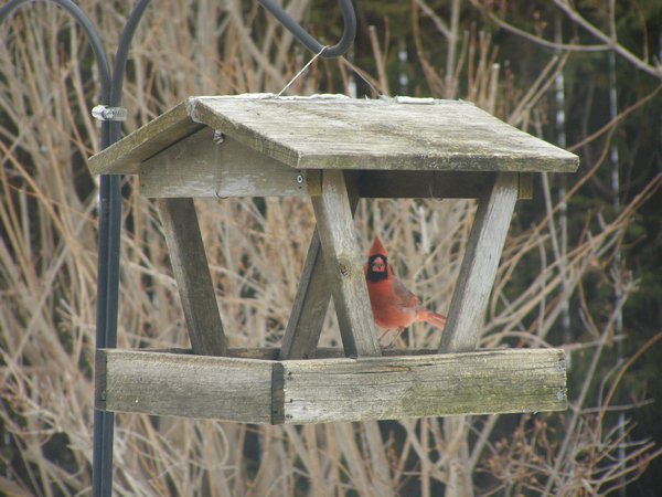 Cardinal in Gilles' birdfeeder