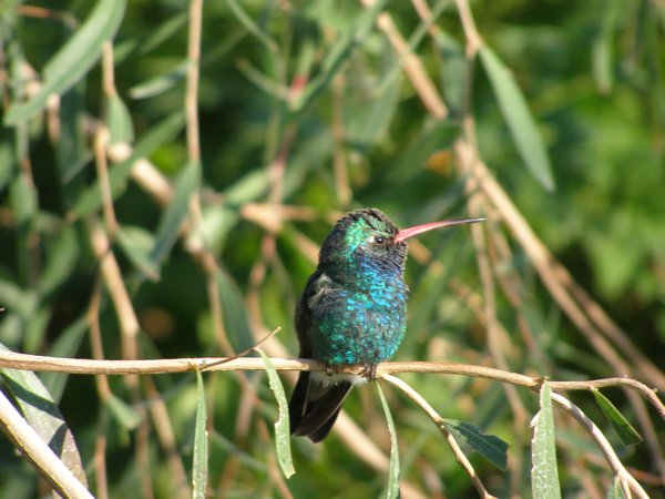 Resting hummingbird