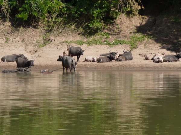 Water Buffaloes Along the River