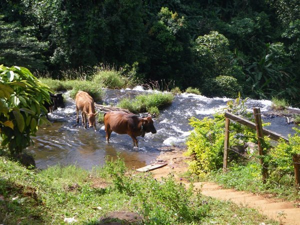 Cattle Crossing at Waterfall