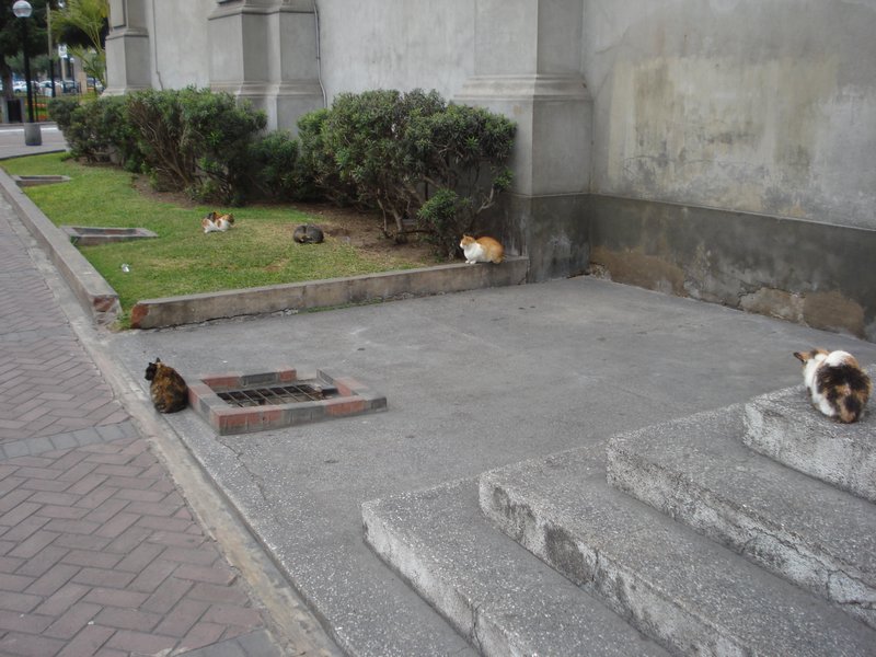 Kennedy Park cats