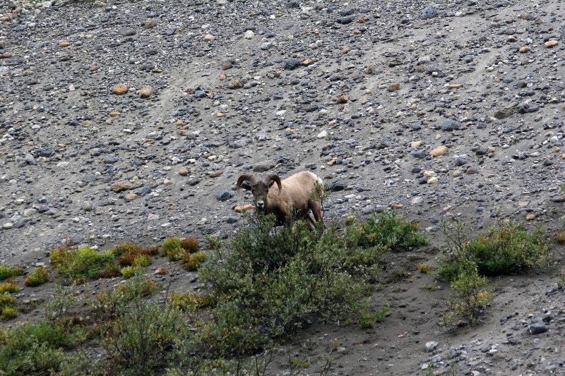 Icefields_Bighorn Sheep