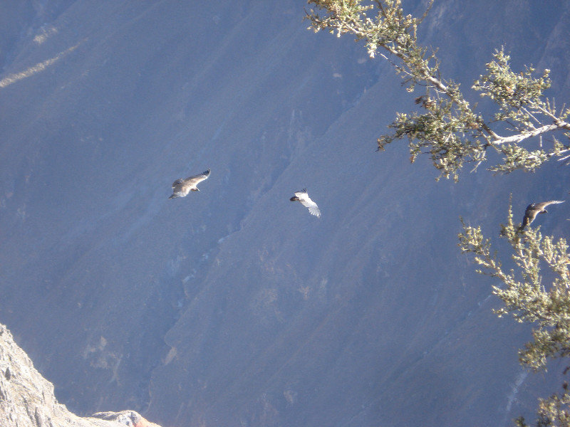 Colca Canyon condors