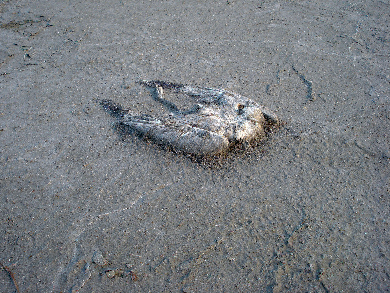 SLC_Dead Bird