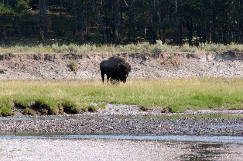 Yellowstone_Bison looking at me