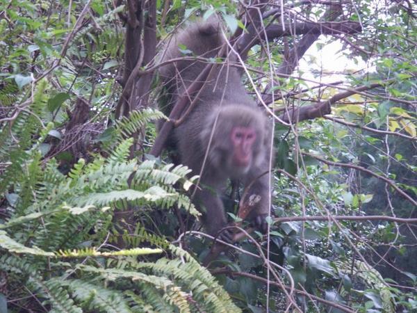 Monkey in Yakushima
