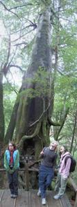 A Yakusugi Cedar