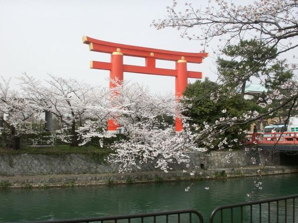 More Sakura in Kyoto