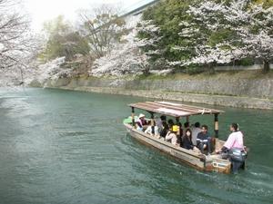 Sakura Over the Water