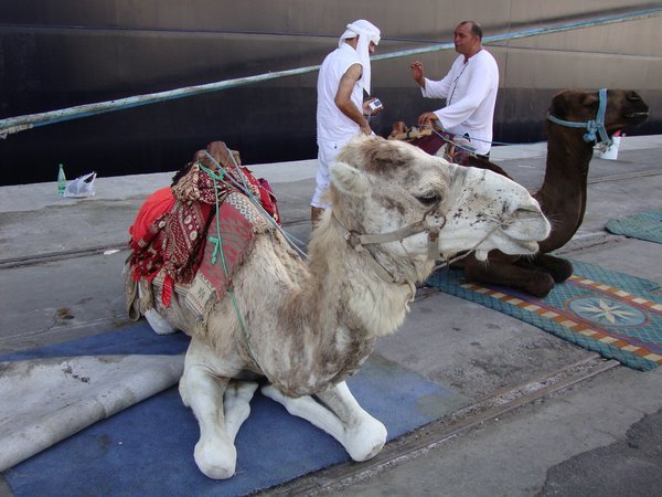 Camel rides!