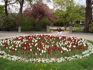 Tulips in Ypres