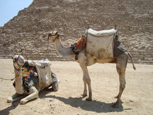 Egypt 284