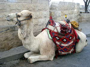 Camel parked in the parking lot :)