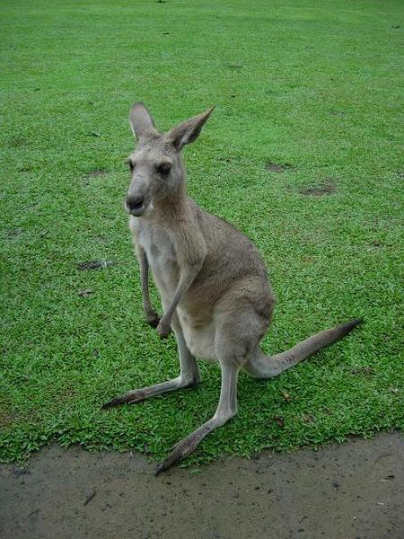 Kangaroo spotting!