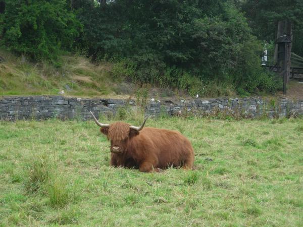 Hairy Cow!
