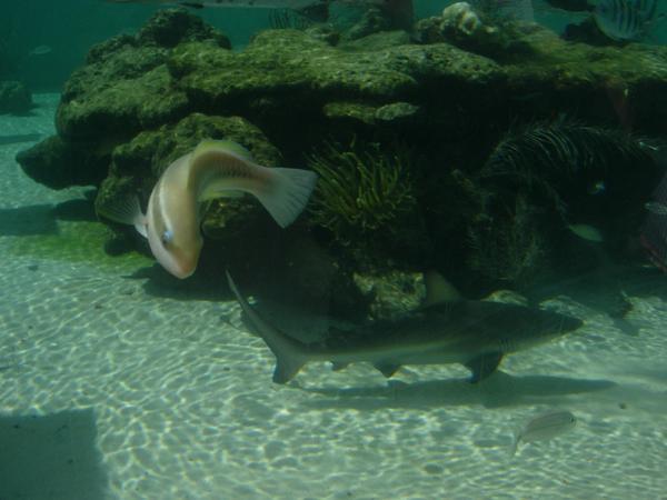 Some fishies at Coral World