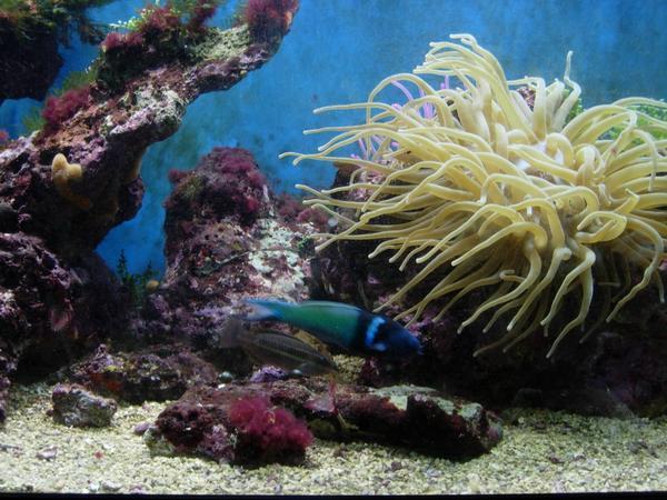 More fishies and anemones at Coral World