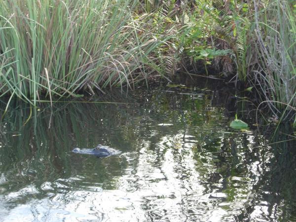 A gator sighted within spitting distance of our airboat.