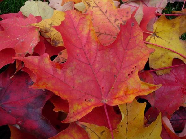 Colour fallen leaves.