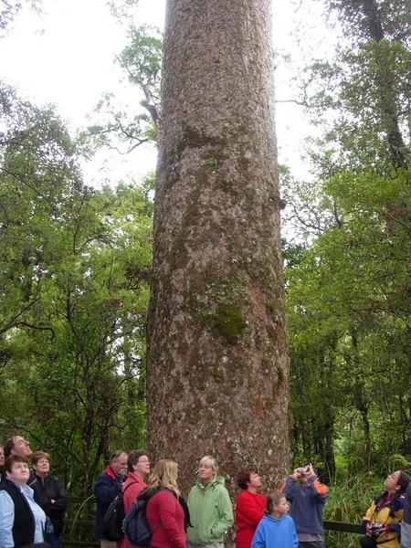 Giant Kauri Tree