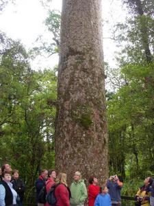 Giant Kauri Tree