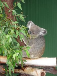 Koala spotting!