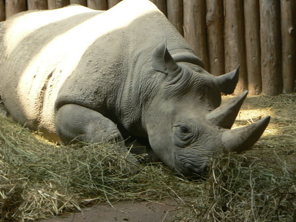 My first Rhino