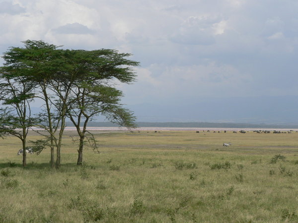 Welcome to Lake Nakuru National Park