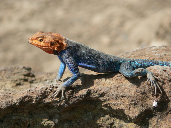 Agamba Lizard